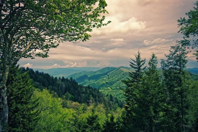 Mystic Forest View Kasauli I Serviced Villa I Best Seller I Vacations I Family Events I Open Air Lawn I Sky Bonfire I Kasauli By Exotic Stays Экстерьер фото