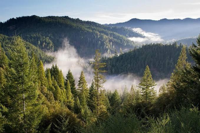 Mystic Forest View Kasauli I Serviced Villa I Best Seller I Vacations I Family Events I Open Air Lawn I Sky Bonfire I Kasauli By Exotic Stays Экстерьер фото